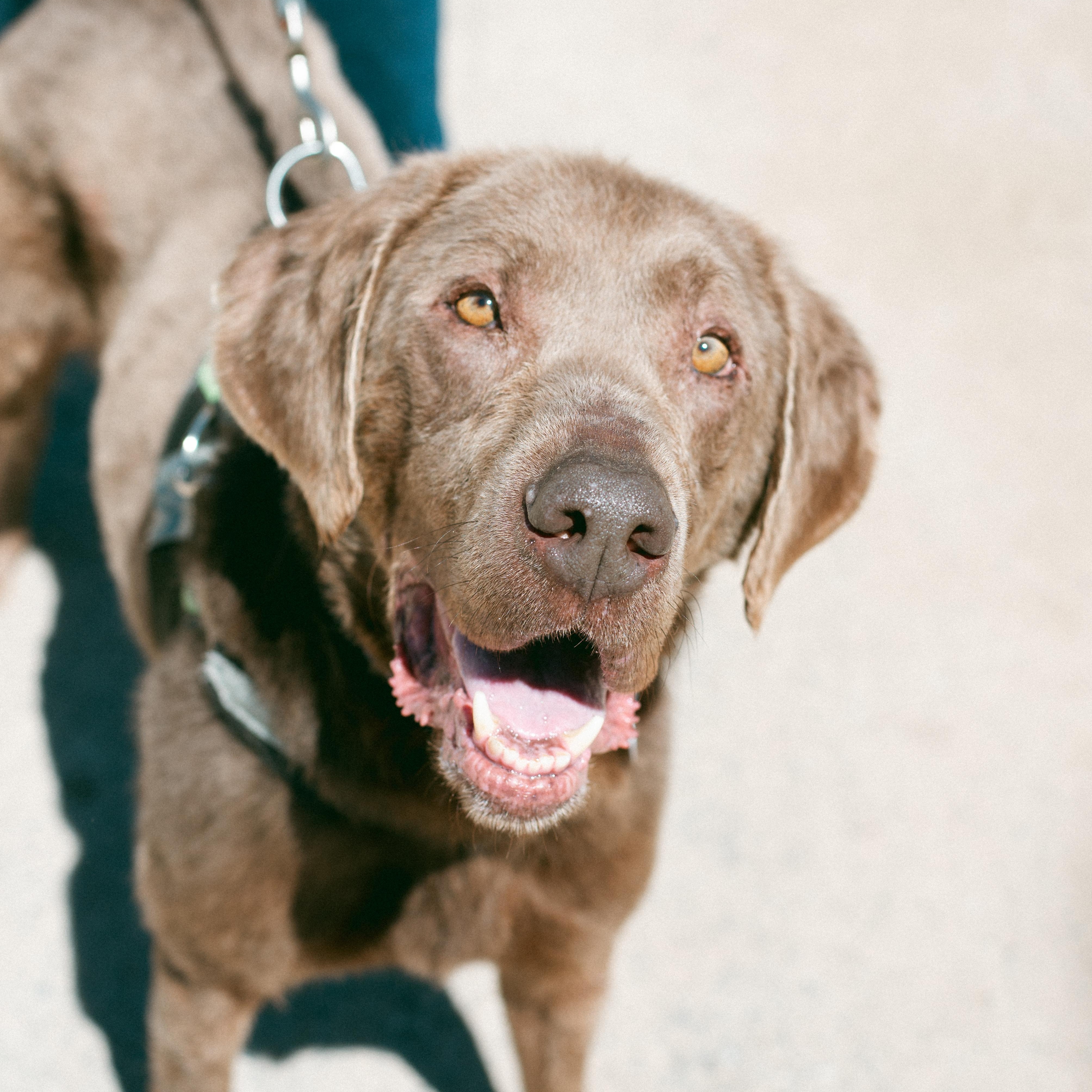 Tracker, a Adoptable mixed breed in Thayne, WY image 1/6