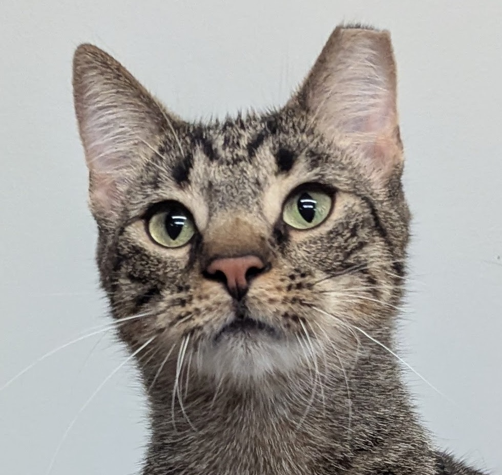 August, Adoptable, Young Male Domestic Short Hair.