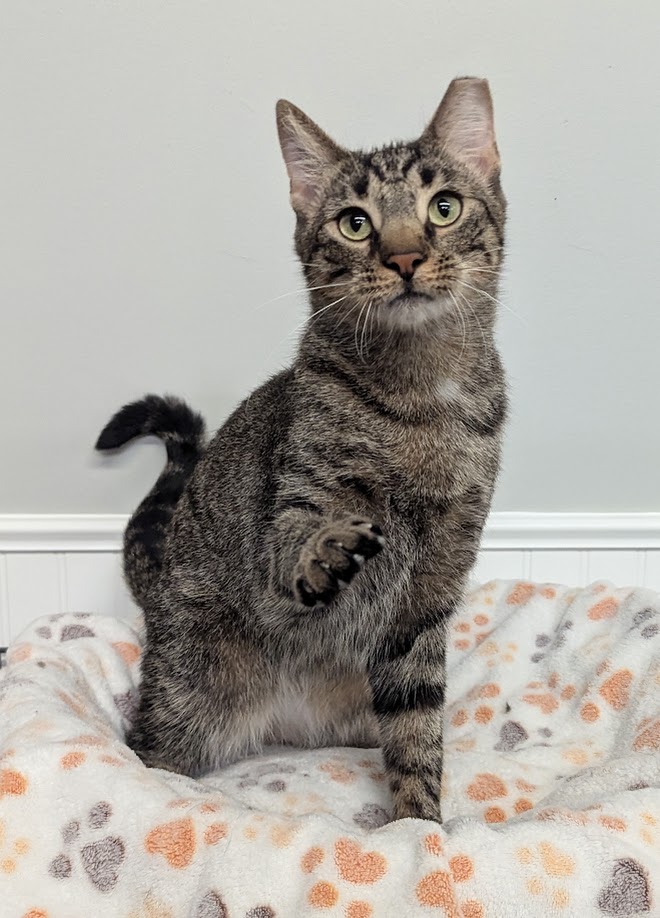 Enlarge August, a Adoptable Domestic Short Hair in Monroe, MI image 2/3