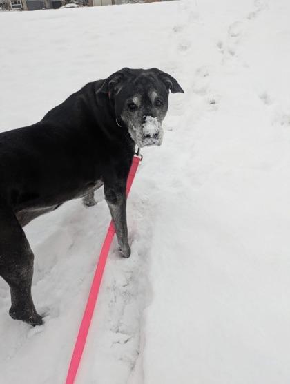 Enlarge Bailey, a Adoptable mixed breed in Longmont, CO image 1/3