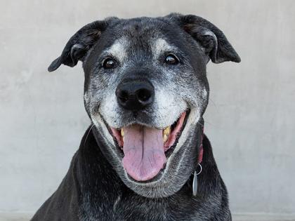 Bailey, Adoptable, Senior Female Mixed Breed & Mixed Breed.