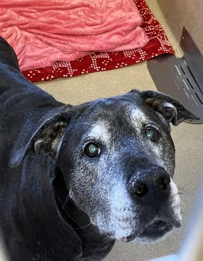 Bailey, Adoptable, Senior Female Mixed Breed & Mixed Breed.