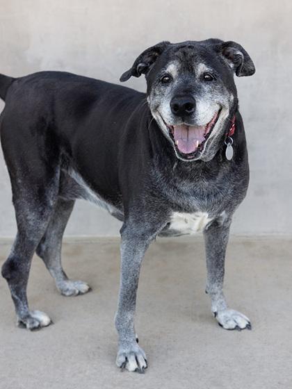 Bailey, a Adoptable mixed breed in Longmont, CO image 2/3