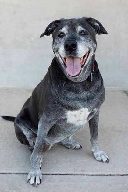 Bailey, a Adoptable mixed breed in Longmont, CO image 3/3