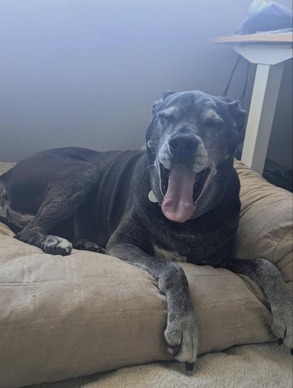 Enlarge Bailey, a Adoptable mixed breed in Longmont, CO image 2/3