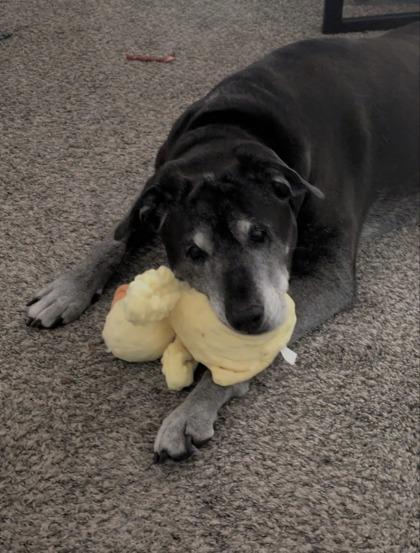 Enlarge Bailey, a Adoptable mixed breed in Longmont, CO image 3/3