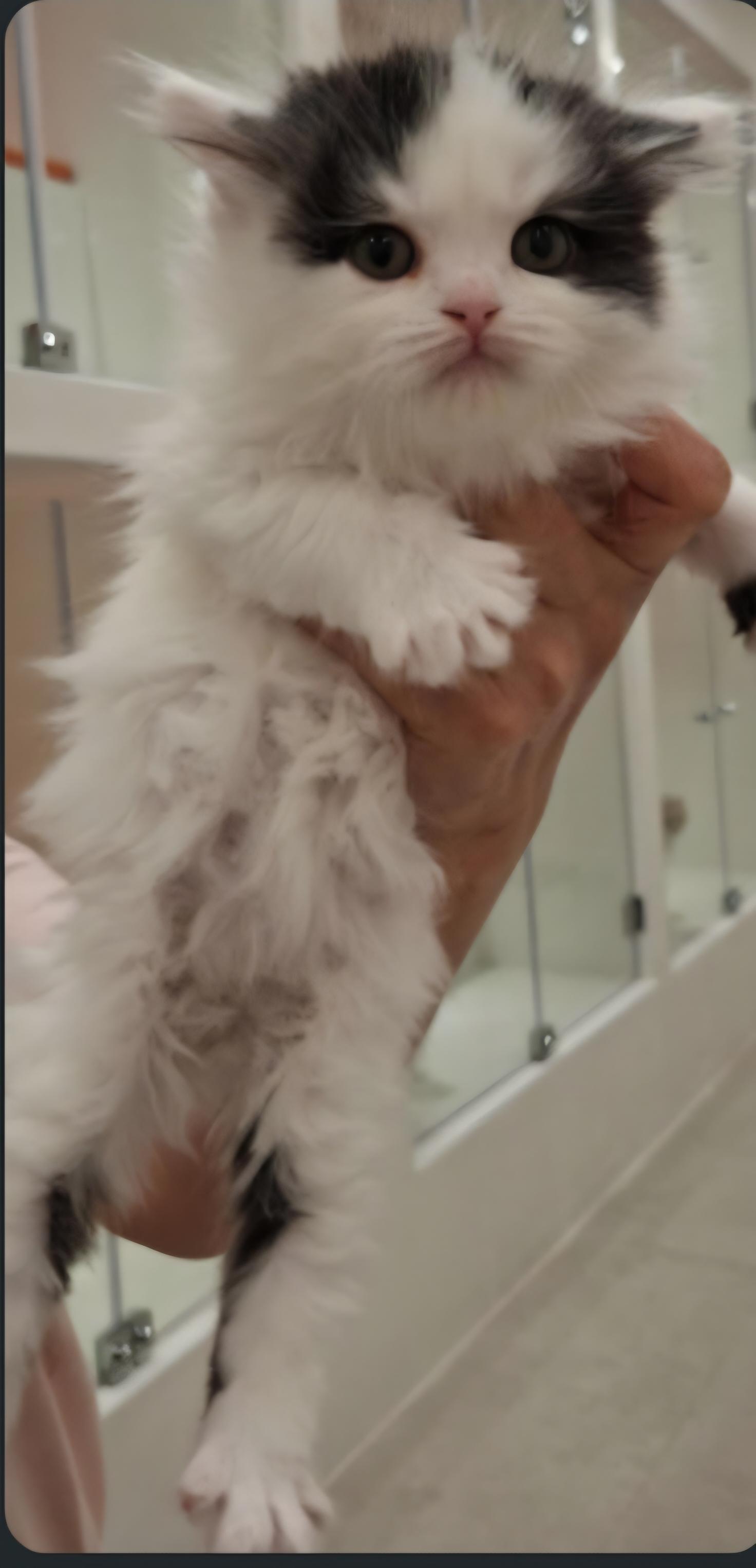 Enlarge LUNA, a Adopted Persian in Snow Hill, MD image 2/4