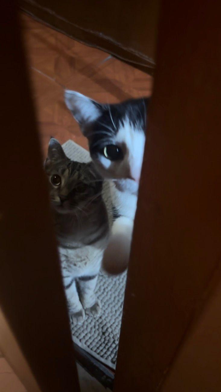 Missy & Minnie thumbnail 3