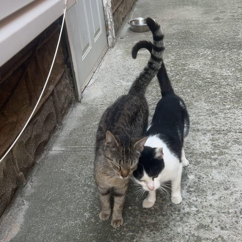 Enlarge Missy & Minnie, a ADOPTABLE American Shorthair in New York, NY image 3/6