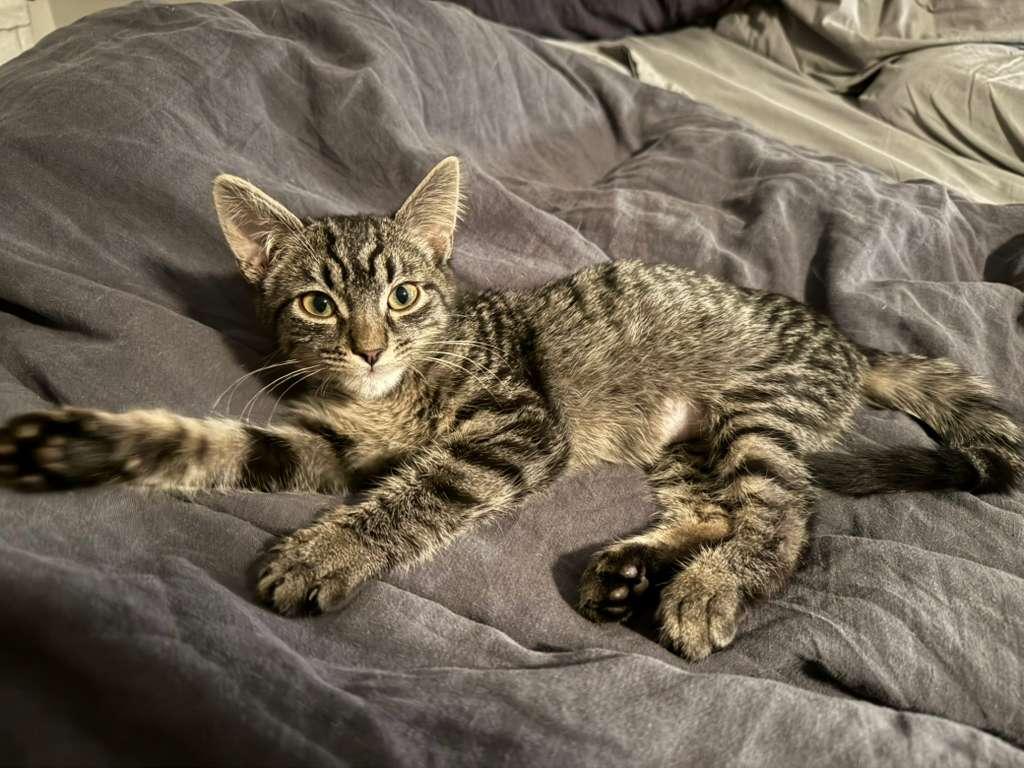 Enlarge Missy & Minnie, a ADOPTABLE American Shorthair in New York, NY image 2/6