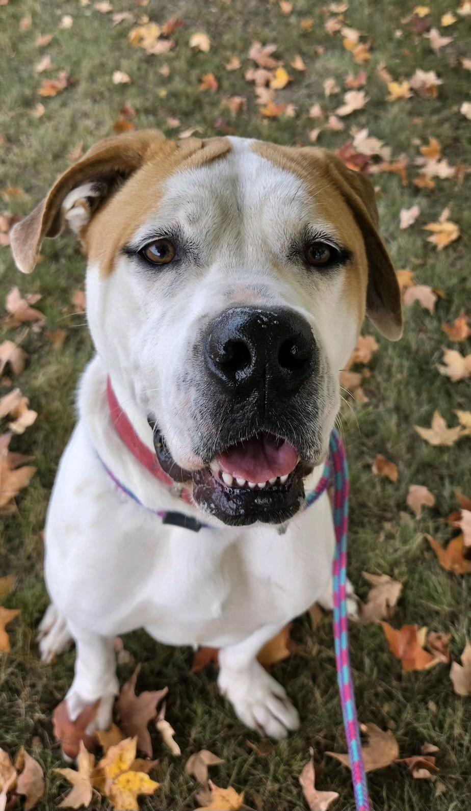 Enlarge Steph, a Adoptable mixed breed in Oxford, MI image 5/6