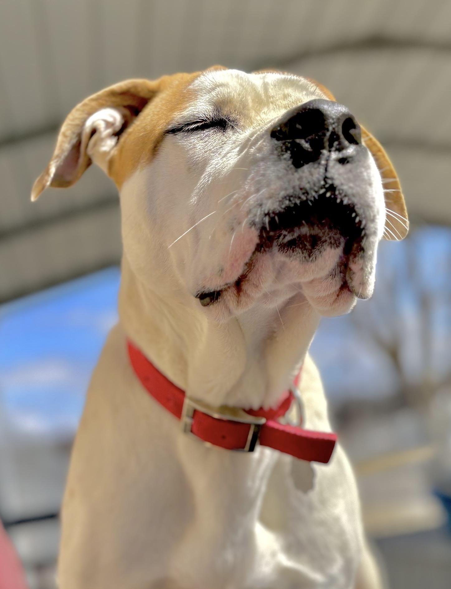 Steph, Adoptable, Young Female American Bulldog & Mixed Breed.
