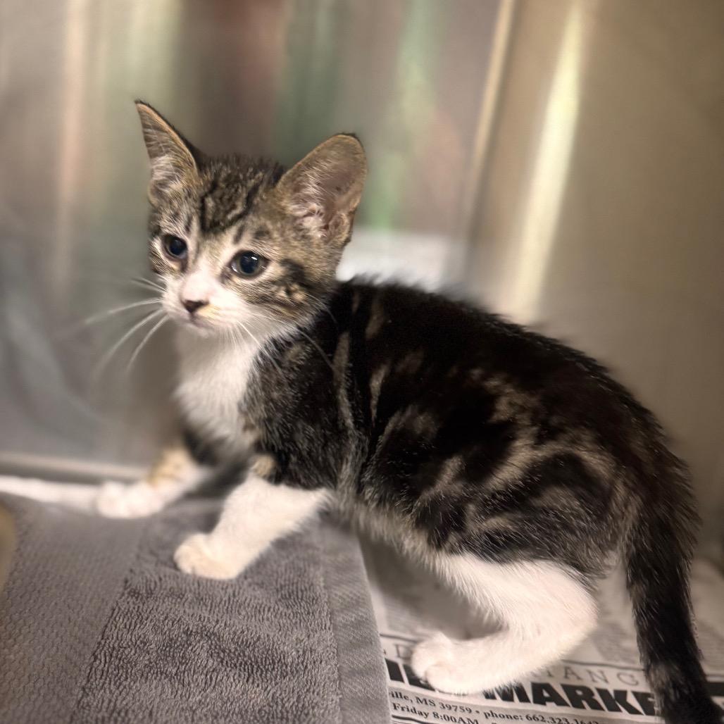 Enlarge Cami, a Adoptable Domestic Short Hair in Starkville, MS image 1/1