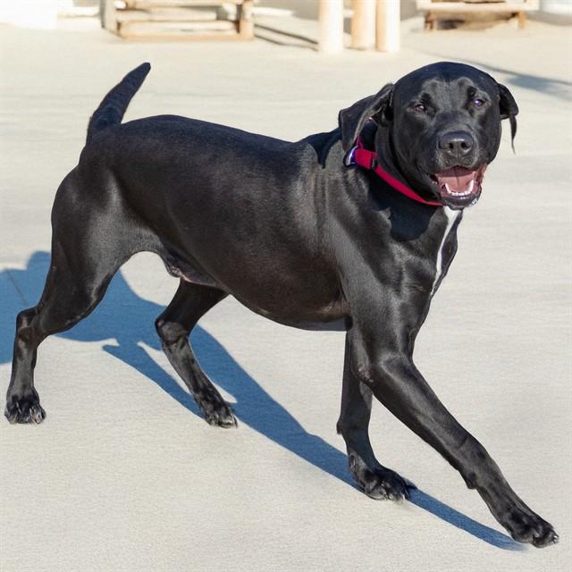 Enlarge EMBER, a Adoptable mixed breed in Saint Louis, MO image 1/1