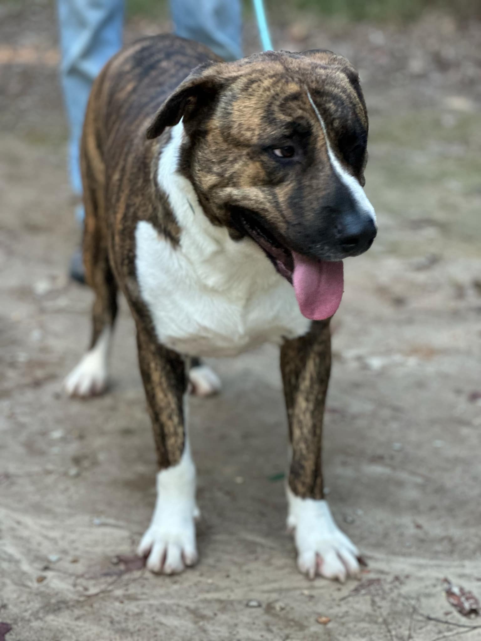 maverick, a Adoptable American Staffordshire Terrier in Dickson, TN image 2/6