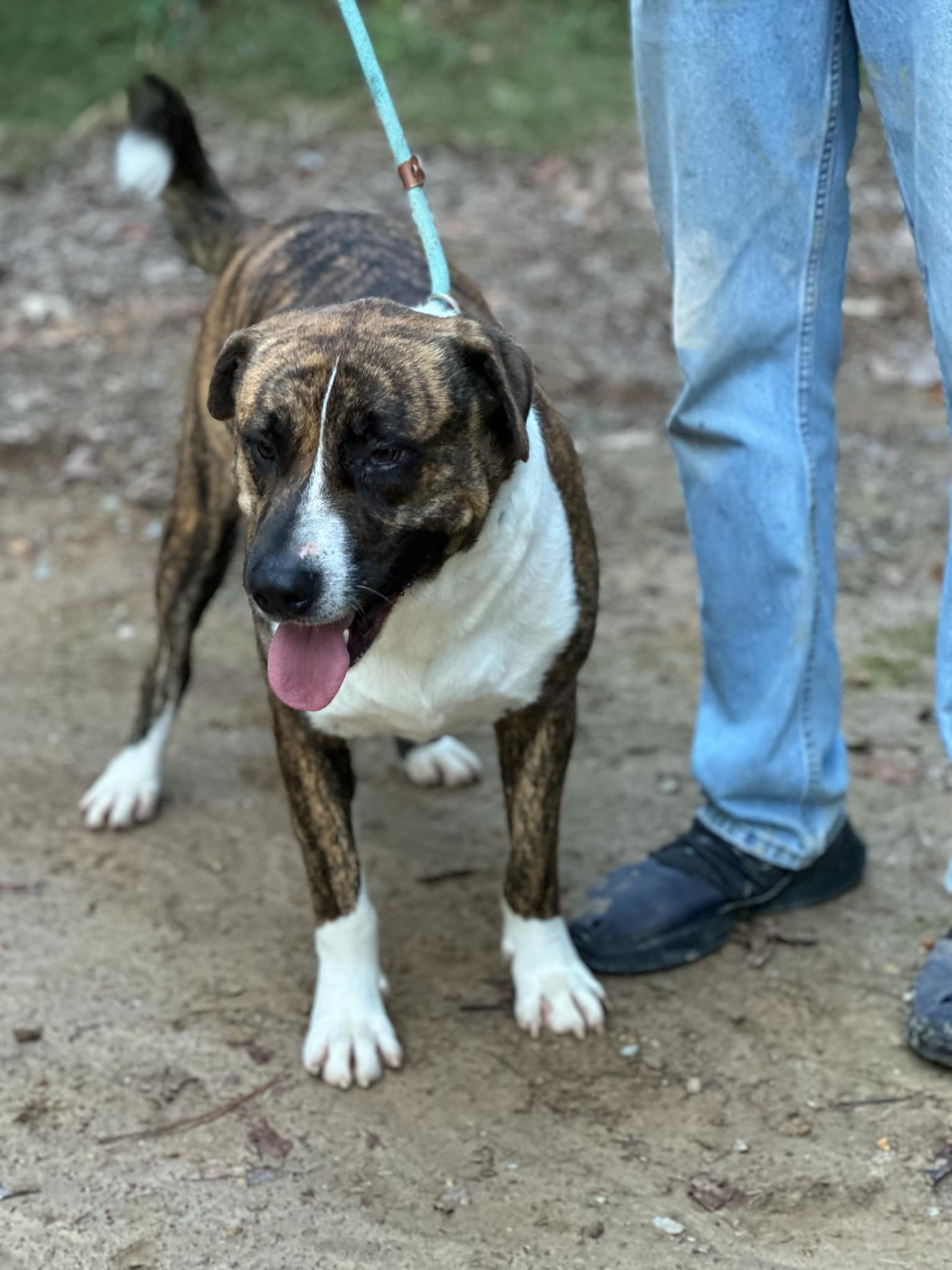 maverick, a Adoptable American Staffordshire Terrier in Dickson, TN image 4/6
