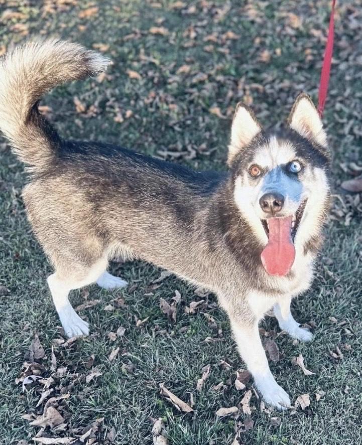 Bro, Adoptable, Adult Male Husky.