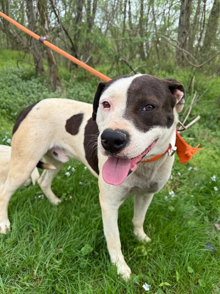 Duke, Adoptable, Adult Male Pit Bull Terrier & American Bulldog.