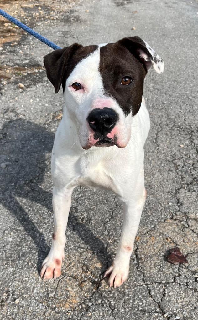 Duke, a Adoptable mixed breed in Lawrenceburg, TN image 3/6