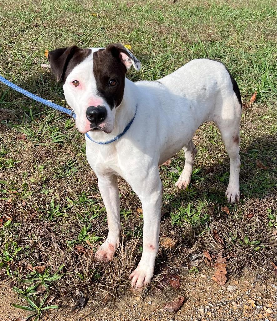 Enlarge Duke, a Adoptable mixed breed in Lawrenceburg, TN image 3/6