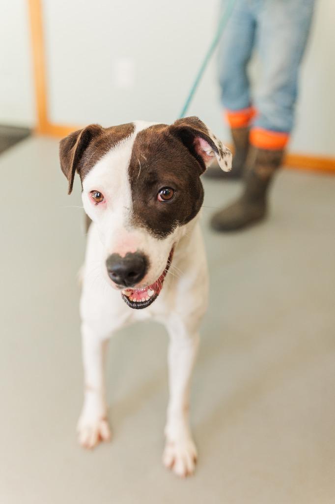 Enlarge Duke, a Adoptable mixed breed in Lawrenceburg, TN image 4/6