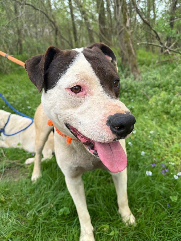 Enlarge Duke, a Adoptable mixed breed in Lawrenceburg, TN image 5/6
