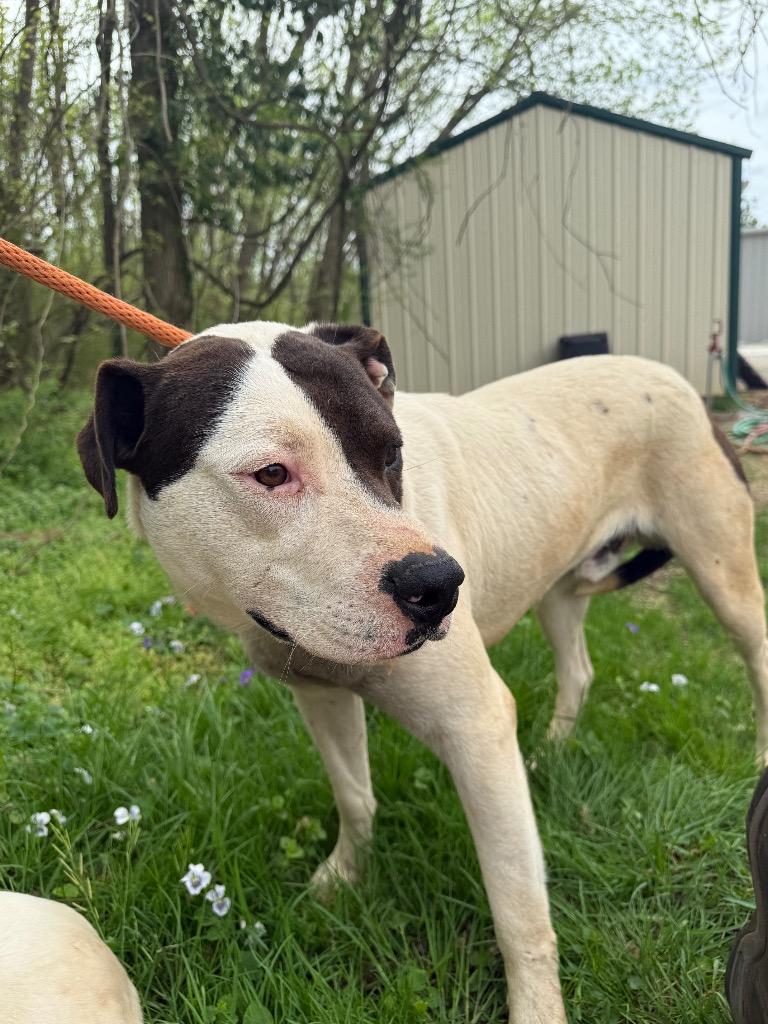 Enlarge Duke, a Adoptable mixed breed in Lawrenceburg, TN image 6/6