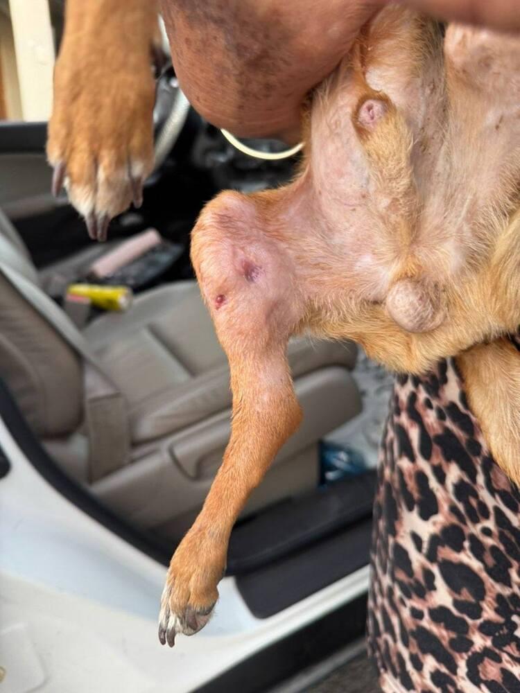 Tres (Twix), Adoptable, Puppy Male Chihuahua.