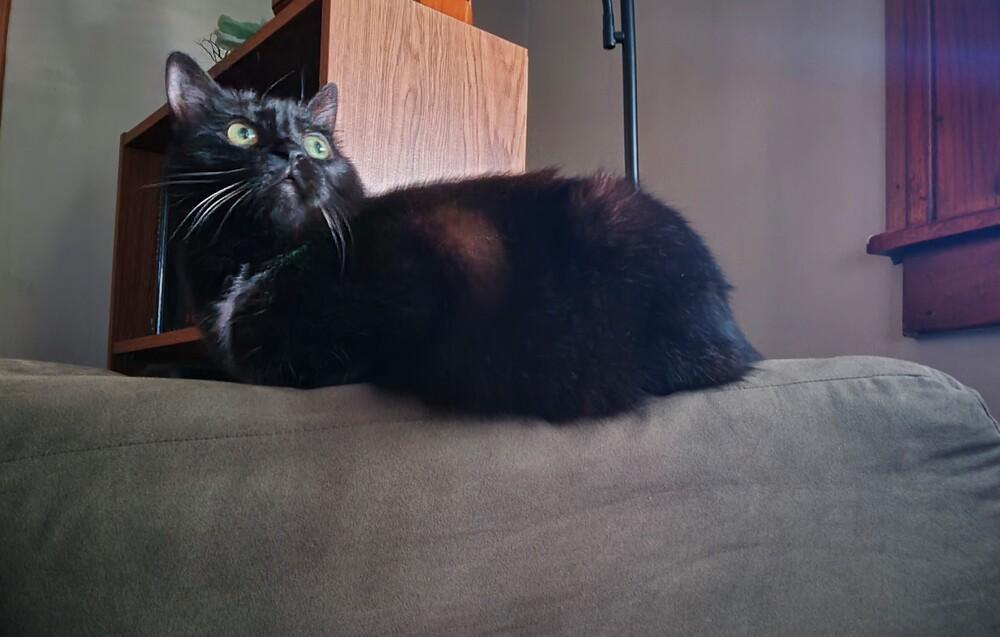Nebula (25-046 C), Adoptable, Senior Female Domestic Short Hair.