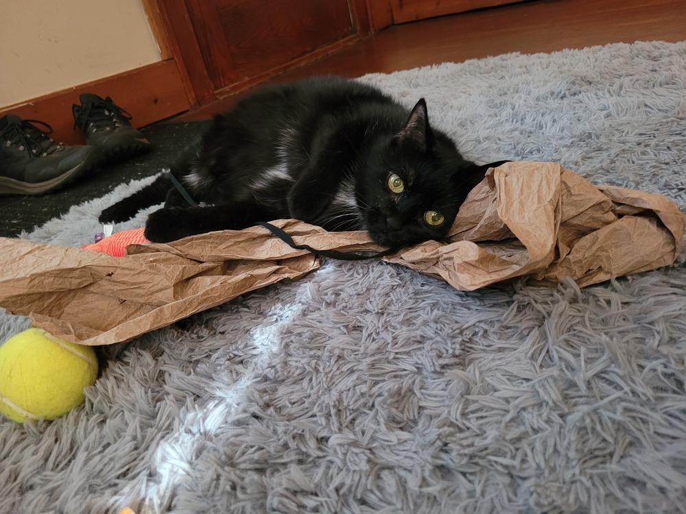 Enlarge Nebula (25-046 C), a Adoptable Domestic Short Hair in Lansing, MI image 2/6