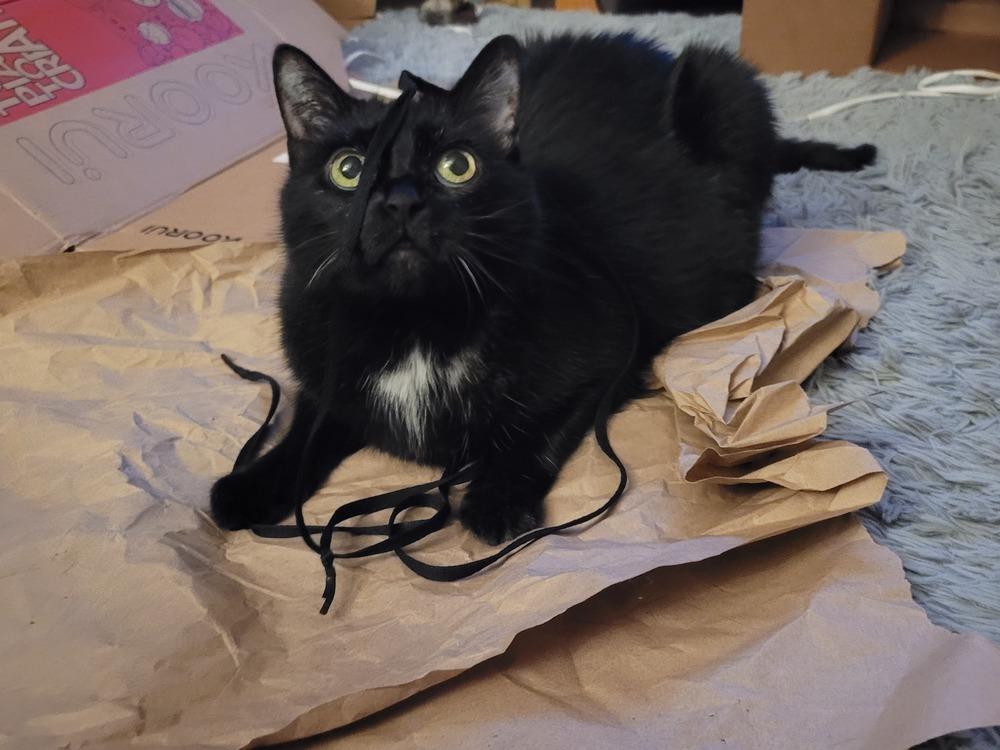 Enlarge Nebula (25-046 C), a Adoptable Domestic Short Hair in Lansing, MI image 4/6