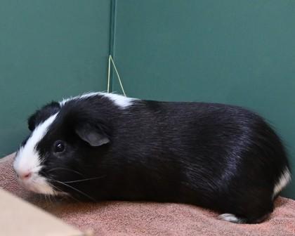 CLEOPATRICK, a Adoptable Guinea Pig in West Seneca, NY image 1/3