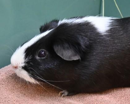 CLEOPATRICK, Adoptable, Adult Male Guinea Pig.