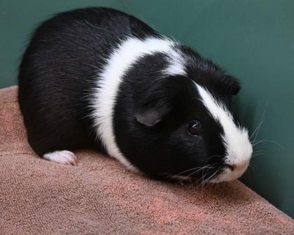CLEOPATRICK, a Adoptable Guinea Pig in West Seneca, NY image 3/3