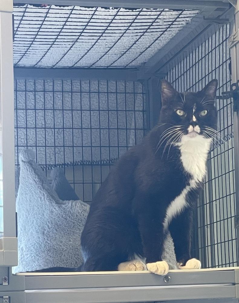 Enlarge Alister, a Adoptable Domestic Short Hair in Kalamazoo, MI image 1/4