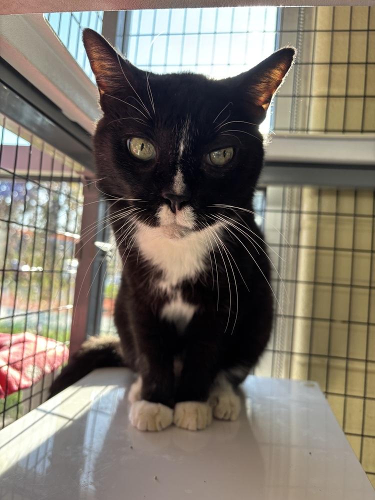 Enlarge Alister, a Adoptable Domestic Short Hair in Kalamazoo, MI image 2/4