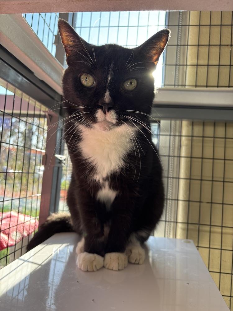 Enlarge Alister, a Adoptable Domestic Short Hair in Kalamazoo, MI image 3/4