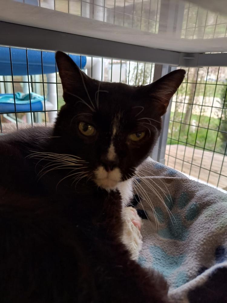 Enlarge Alister, a Adoptable Domestic Short Hair in Kalamazoo, MI image 4/4