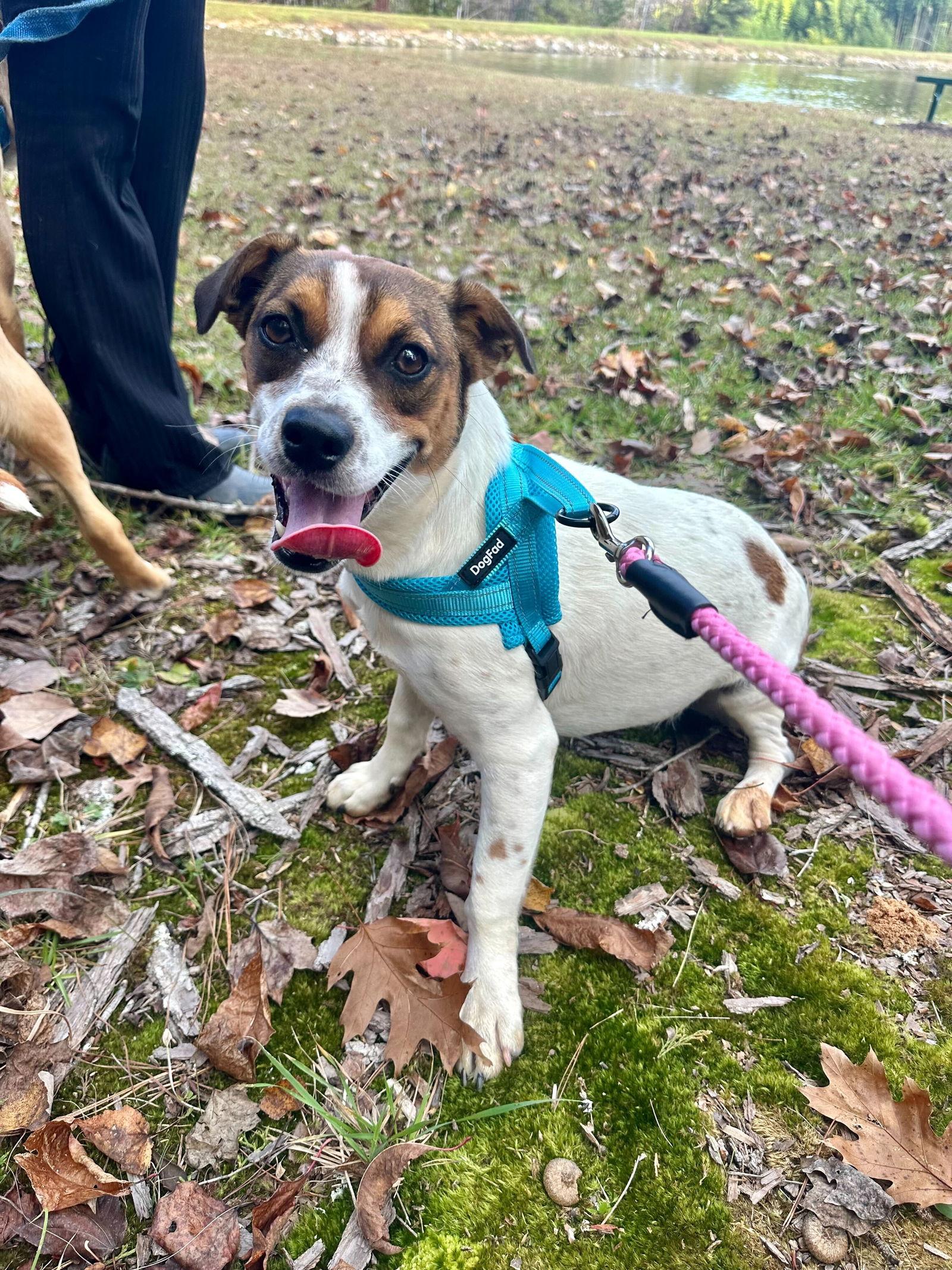 Enlarge Blaire Dec23, a Adoptable Terrier in Pacolet, SC image 2/2