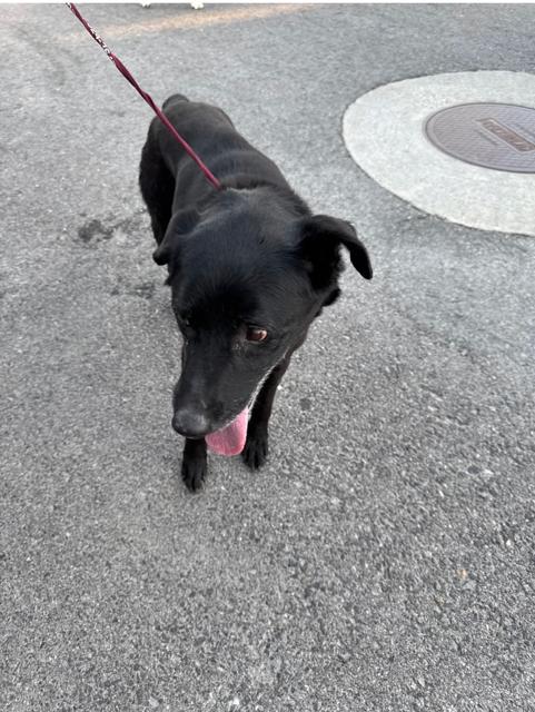 Enlarge Wrongway Freeway, a Adoptable mixed breed in Midway, UT image 1/2