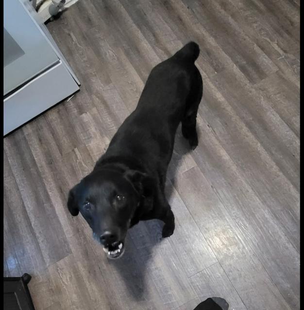 Enlarge Wrongway Freeway, a Adoptable mixed breed in Midway, UT image 2/2