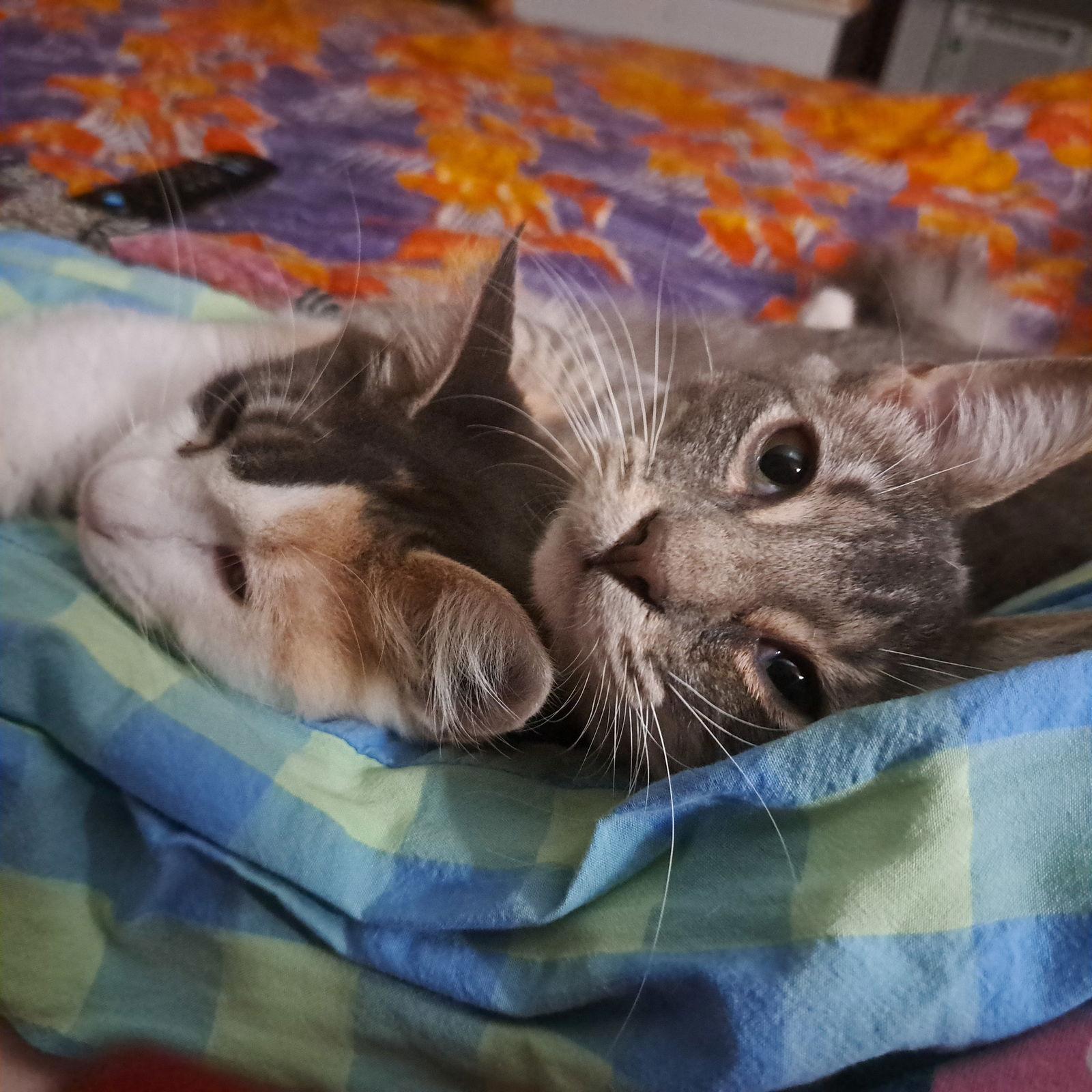 Espoir, Adoptable, Young Female Domestic Long Hair.