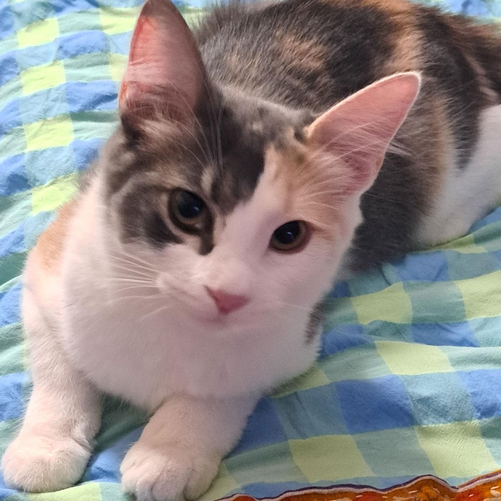 Enlarge Espoir, a Adoptable Domestic Long Hair in McKinney, TX image 2/2