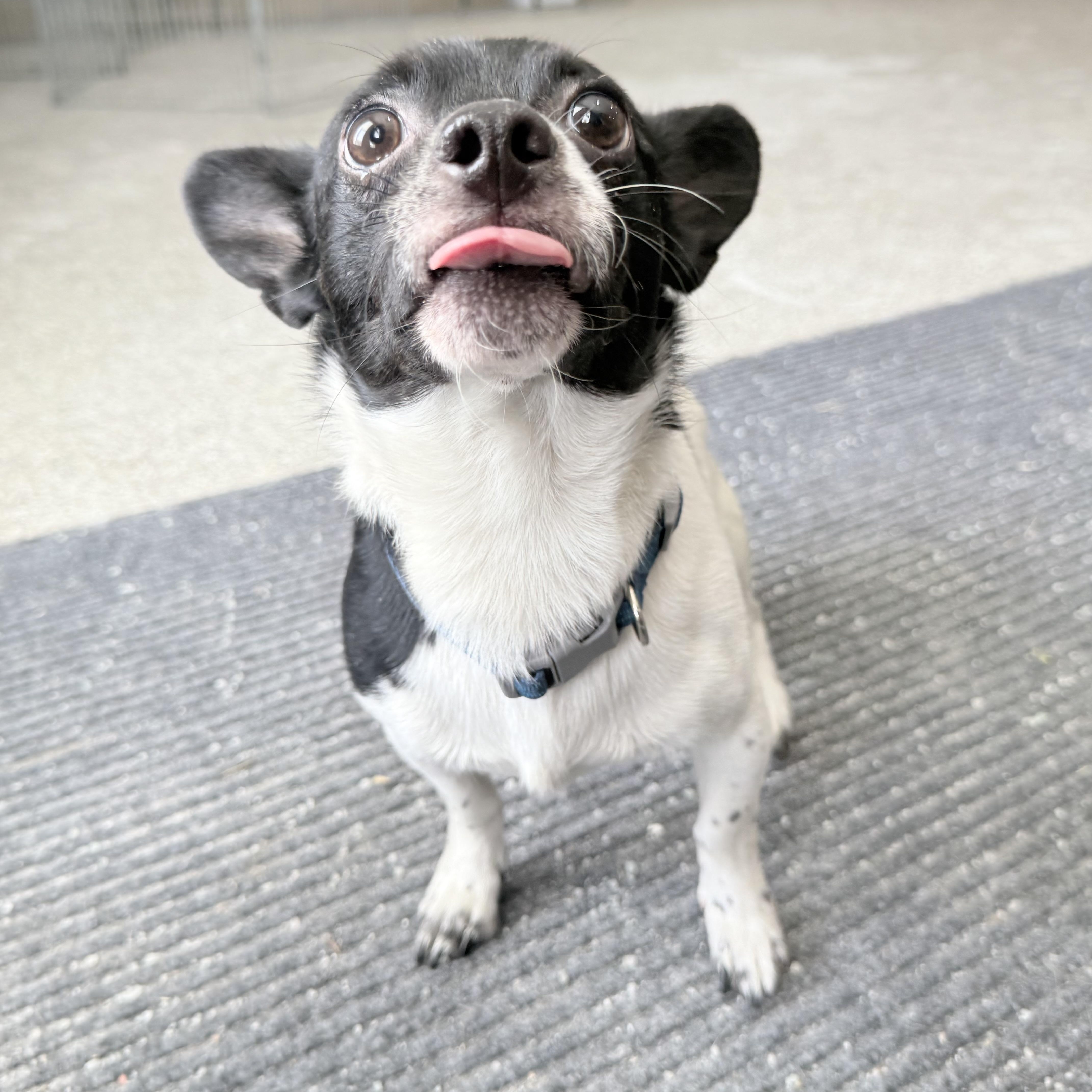 Puppup, a Adoptable mixed breed in Latrobe, PA image 2/5