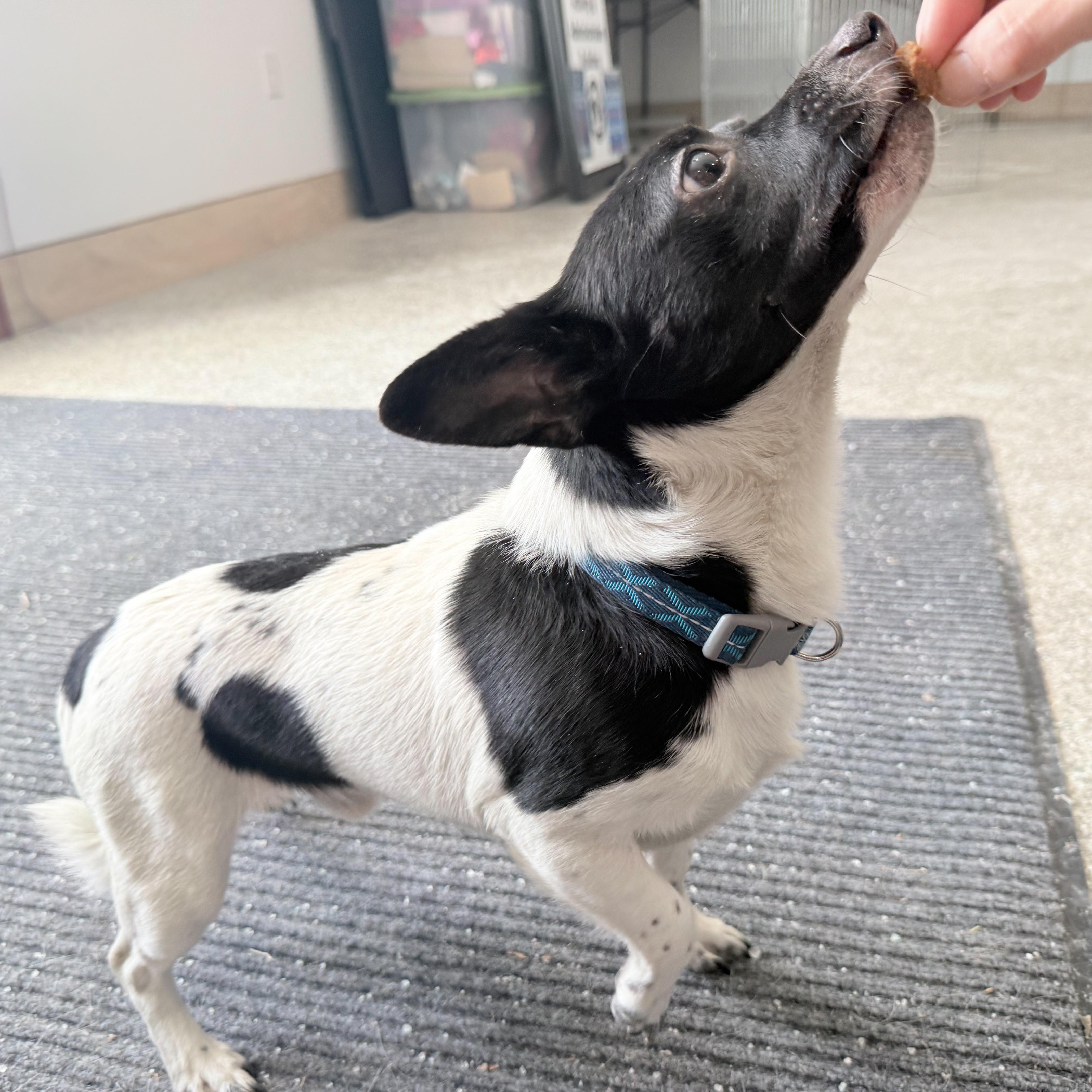 Puppup, a Adoptable mixed breed in Latrobe, PA image 5/5