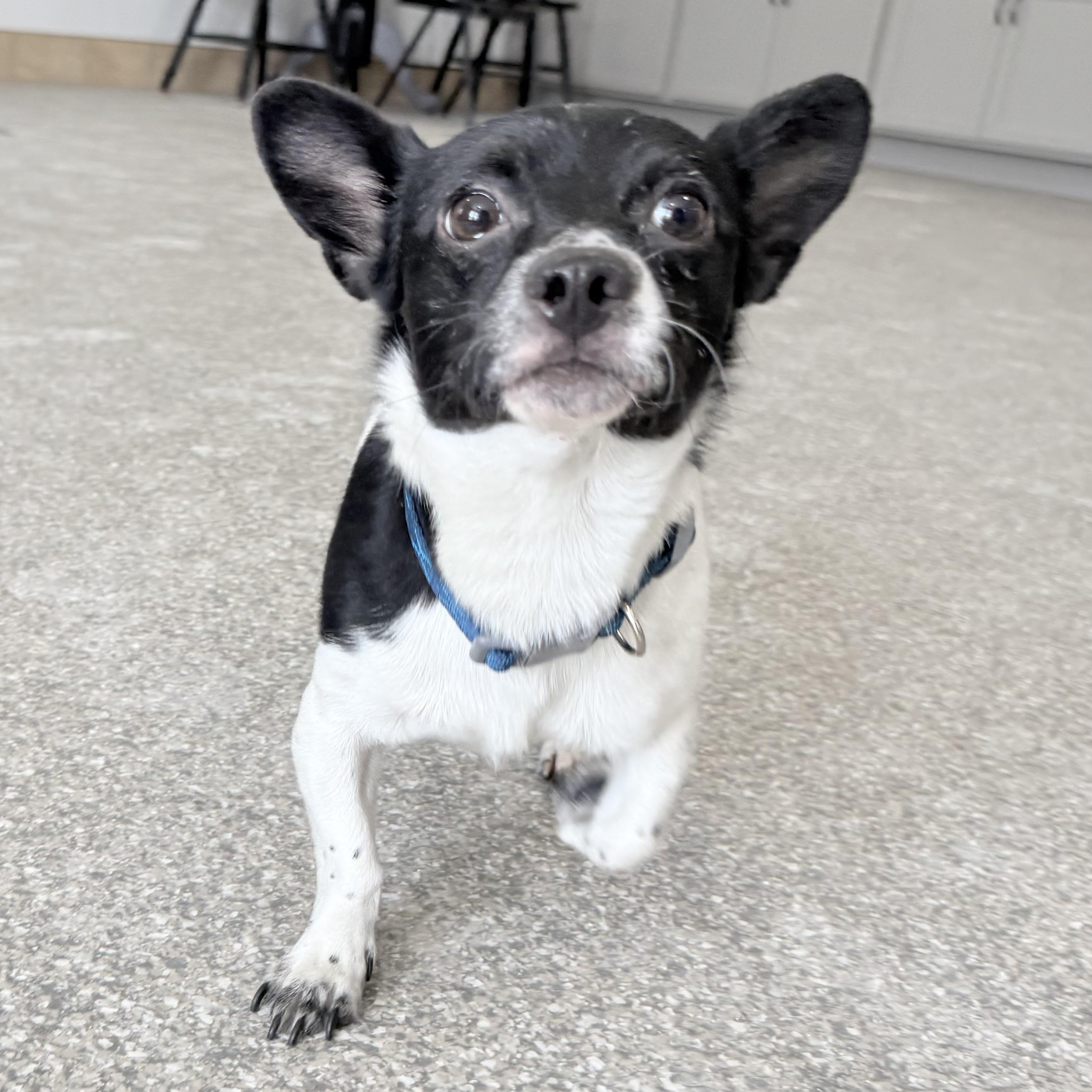 Puppup, a Adoptable mixed breed in Latrobe, PA image 3/5