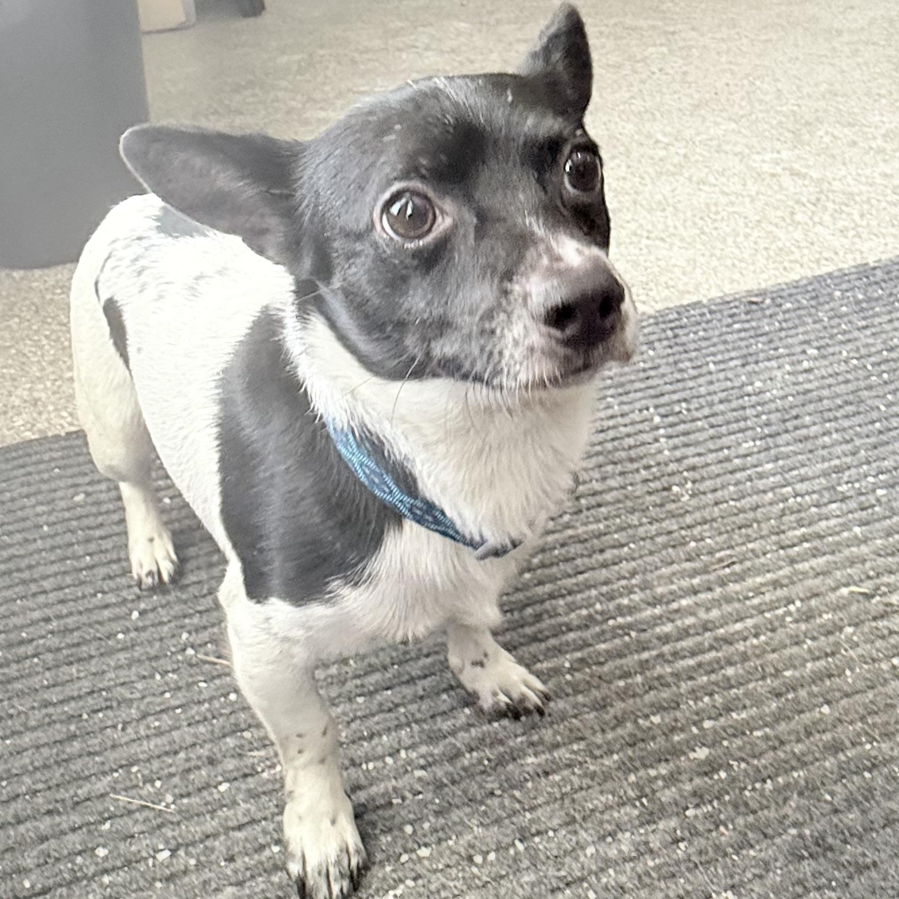 Puppup, Adoptable, Young Male Chihuahua.