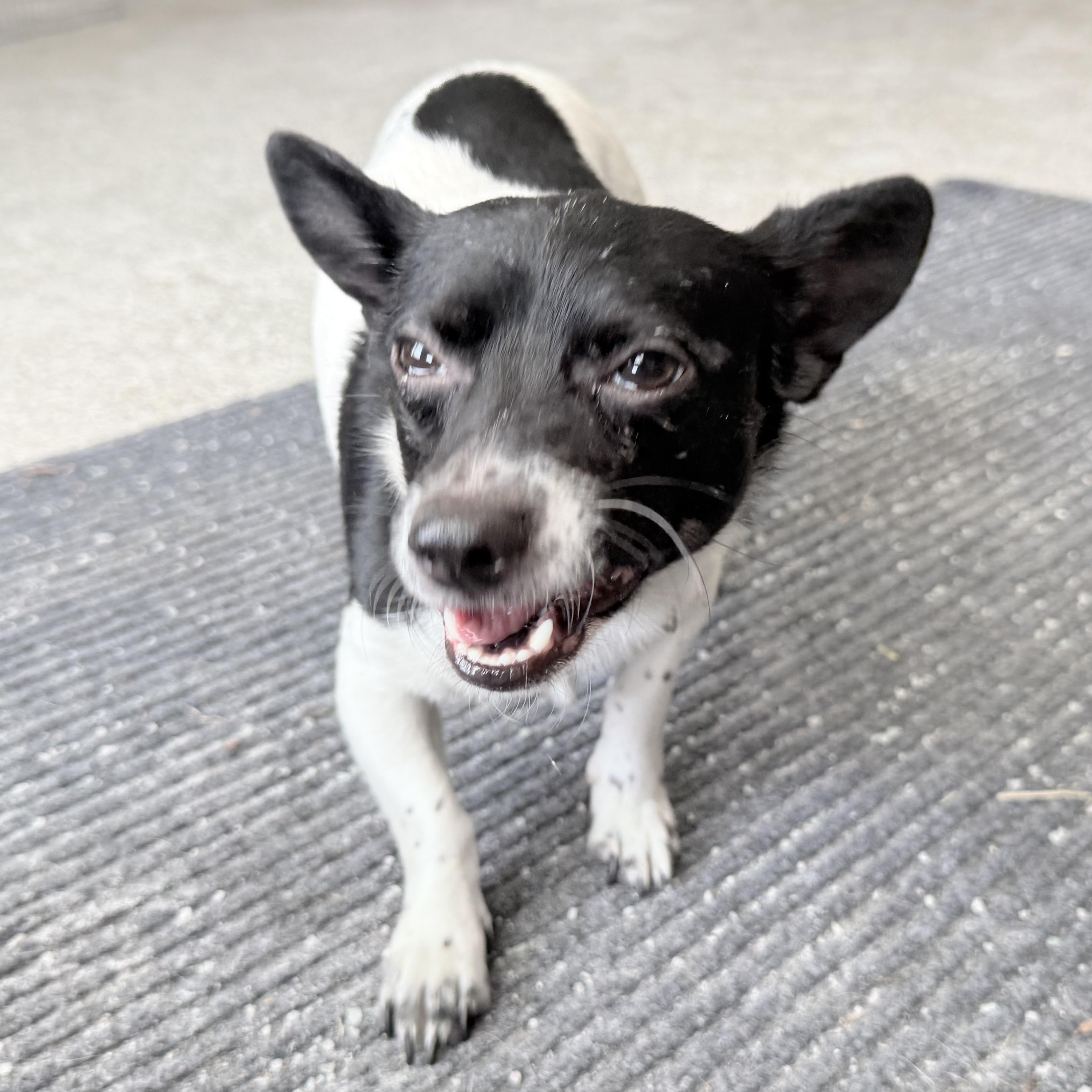 Puppup, a Adoptable mixed breed in Latrobe, PA image 4/5