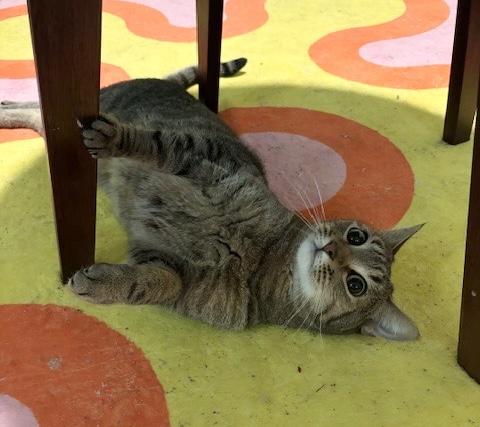 Toots, a Adoptable Domestic Short Hair in Philadelphia, PA image 6/6
