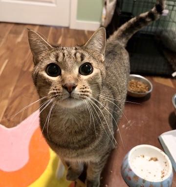 Toots, a Adoptable Domestic Short Hair in Philadelphia, PA image 2/6
